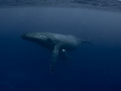 Humpback Whale and her Calf / Kingdom of Tonga VavaÕu