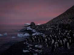 PDP-TTIP-Michaela-Skovranova-Last-light-Paulet-Island-Antarctica-FAPTTIP2350-1.jpg