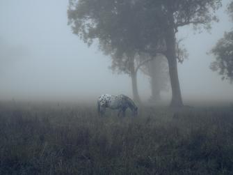 Horse in Mist
