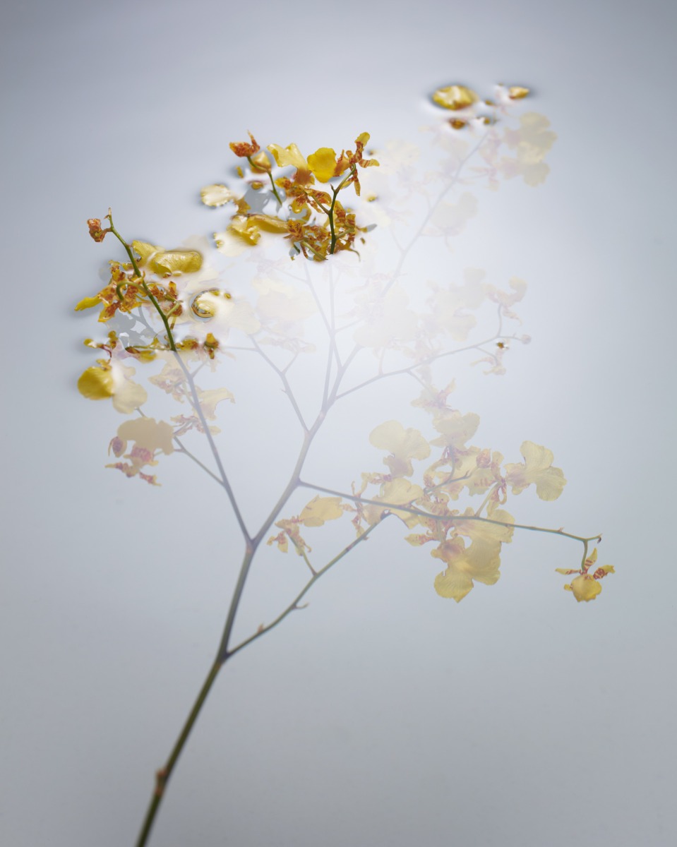 partially-submerged-flower