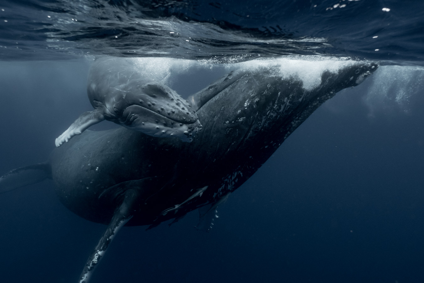 whale-and-calf-underwater-perspective