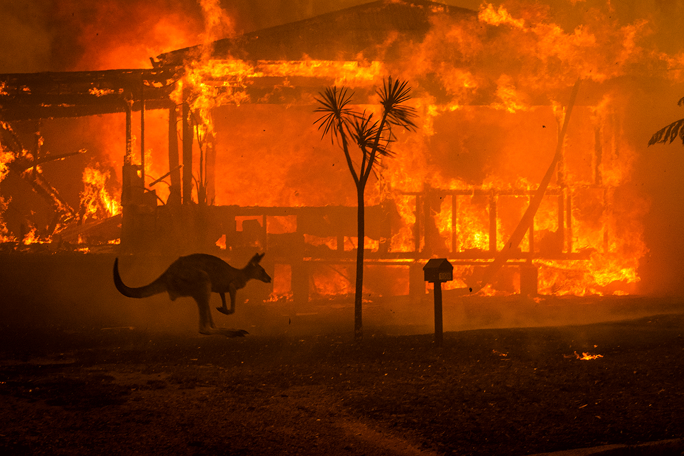 a-kangaroo-rushes-past-a-burning-house-in-lake-conjola-by-matthew-abbott-for-the-new