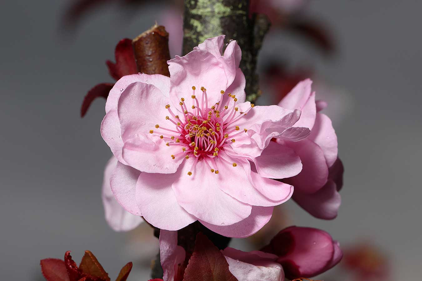 cherry-blossom-macro-shot-by-phil-reid