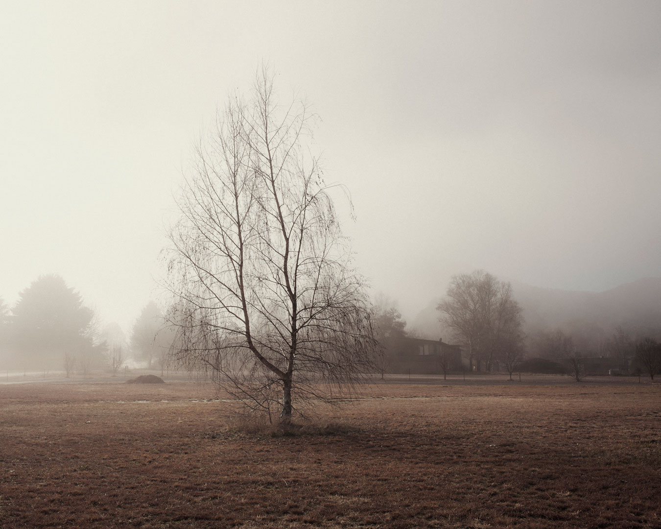 red-landscape-with-single-tree-autumninal