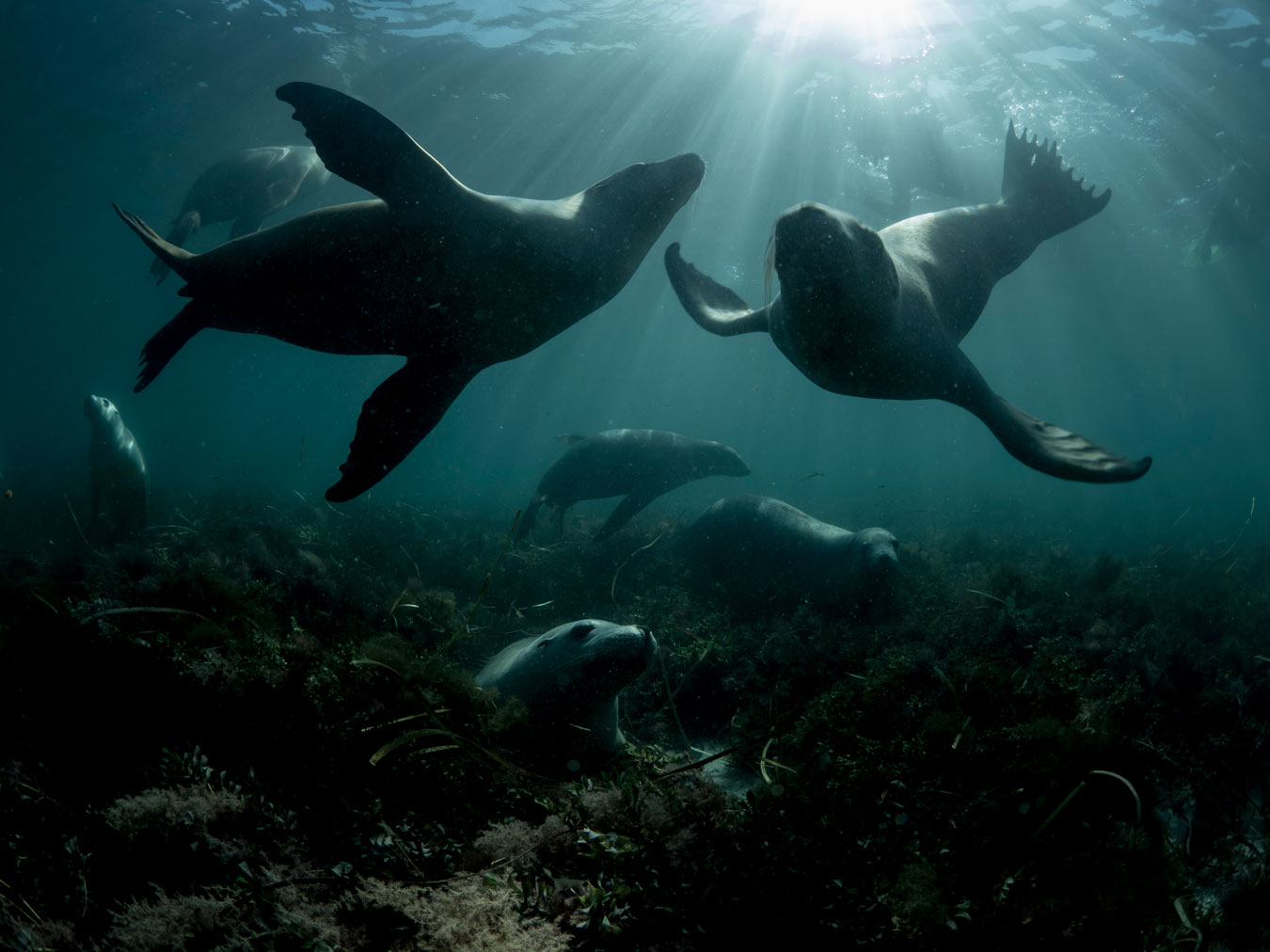 several-sea-lions-underwater-playing-near-sea-weed