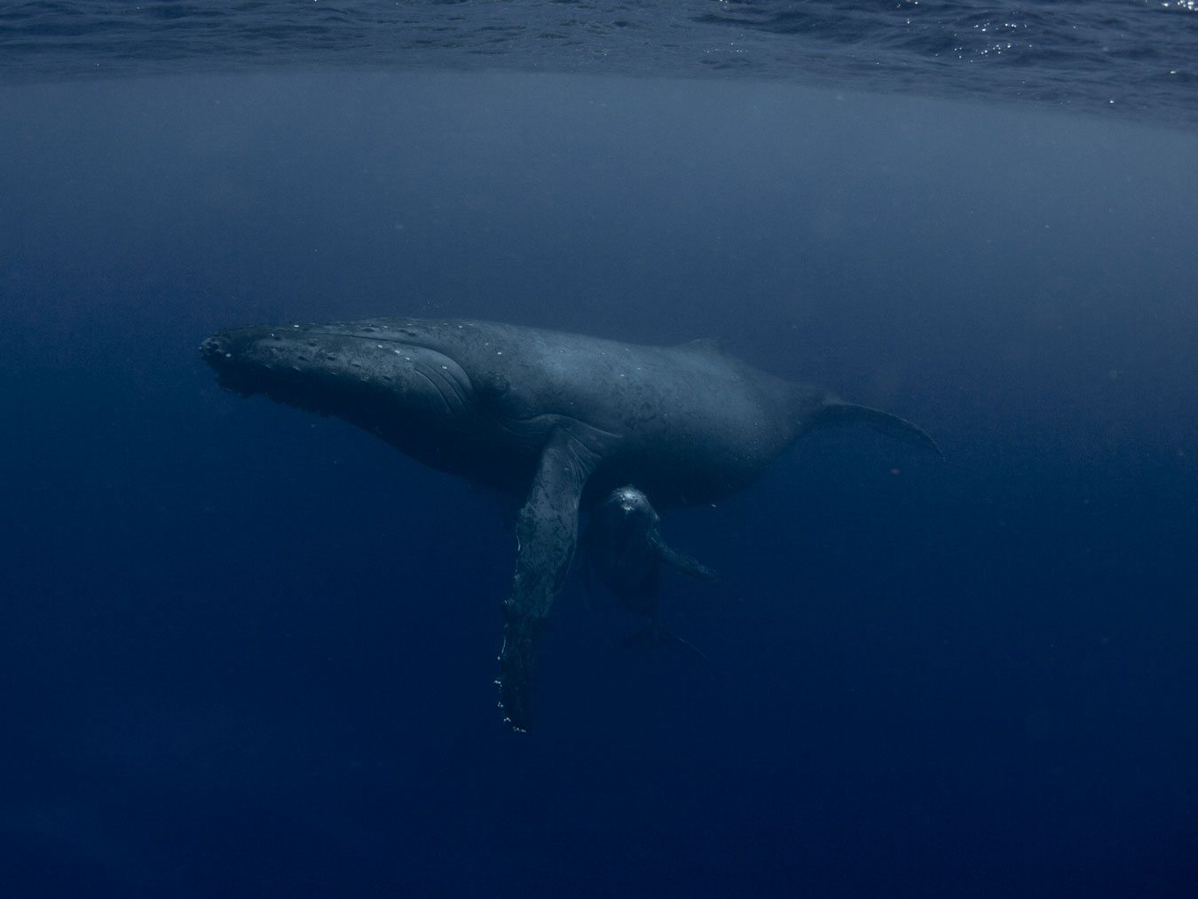 under-water-photography-of-humpback-whale-and-young-calf-nestled-close