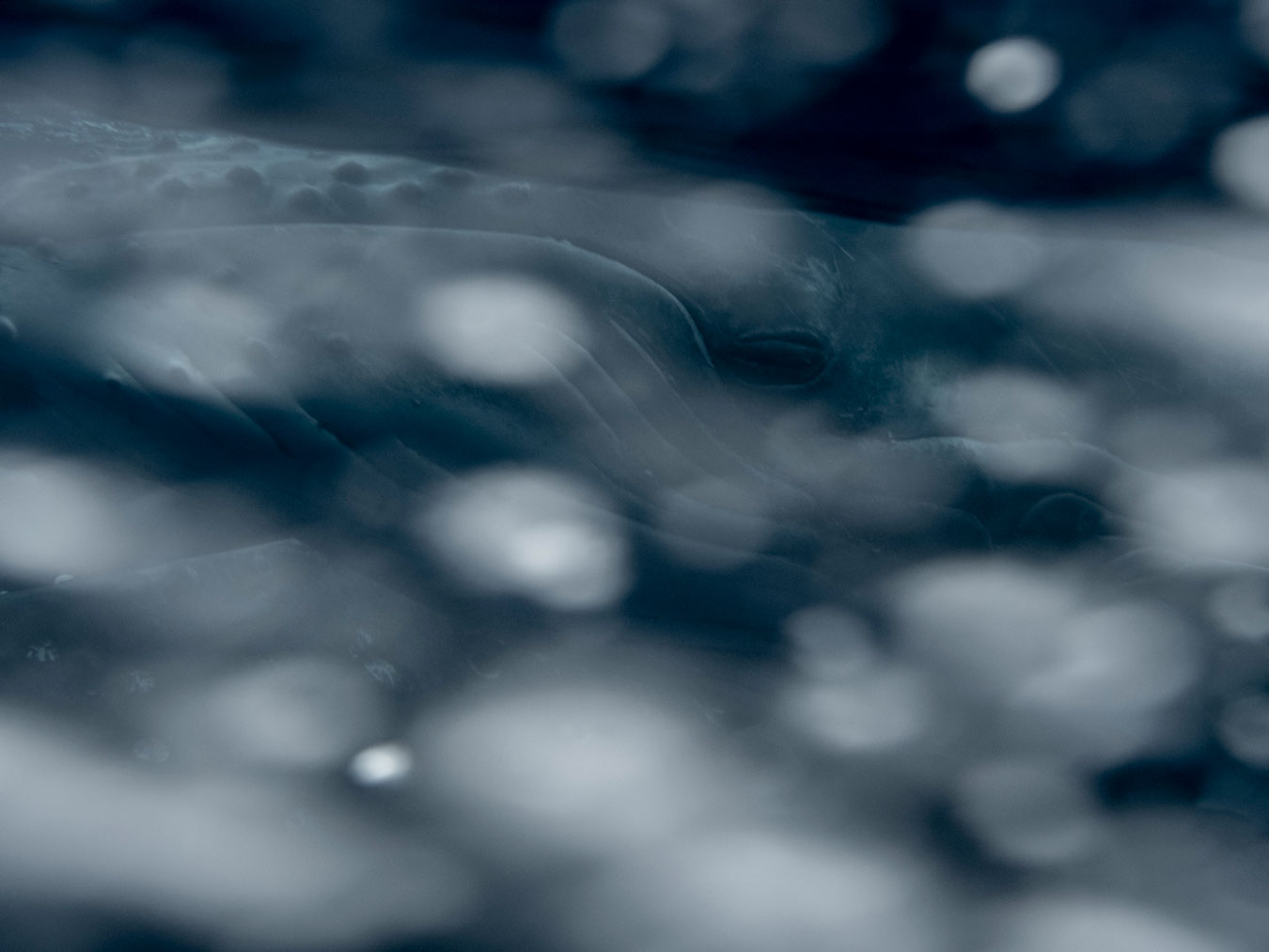 dreamy-close-up-of-humpback-whale-eye-through-air-bubbles