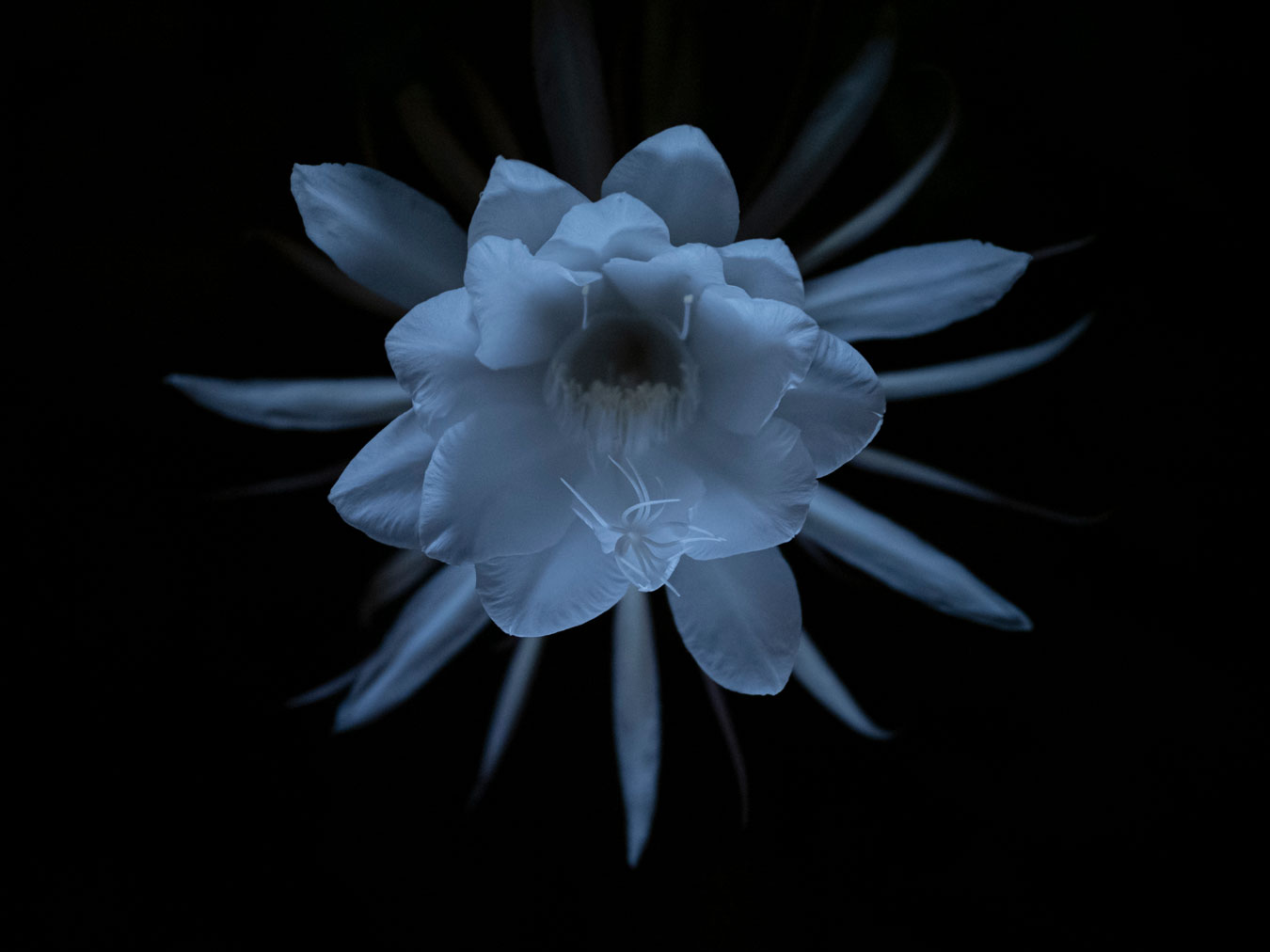 blue-toned-close-up-of-queen-of-the-night-flower-blooming-at-night