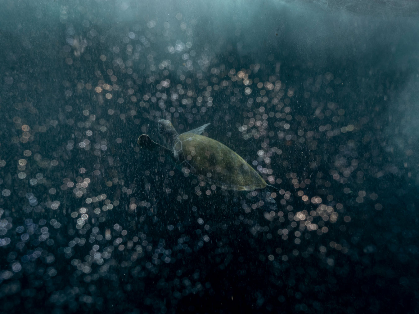 a-mossy-turtle-swimming-underwater-out-of-focus-water-bubbles-sparkle-around