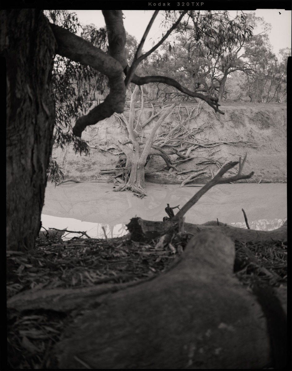 black-and-white-photograph-of-fallen-tree-on-a-riverbed-seeemingly-bleached