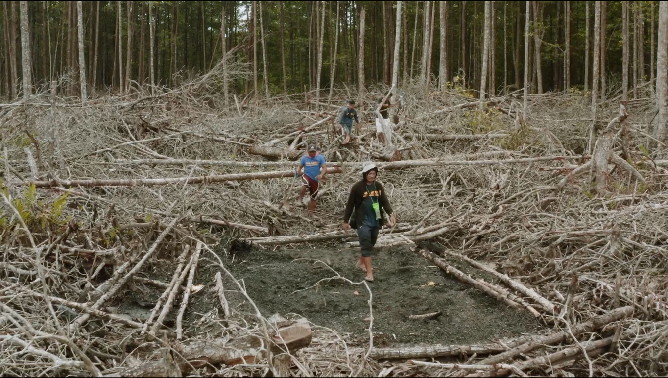 small-figures-walk-through-a-heavily-logged-clearing-with-fallen-trees