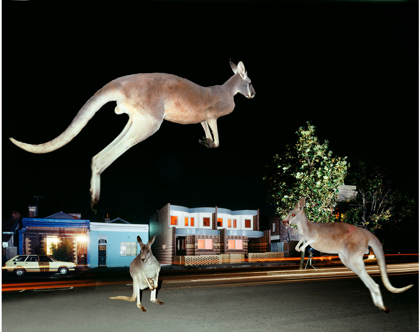 kangaroos-under-flash-jumping-on-suburban-australian-street