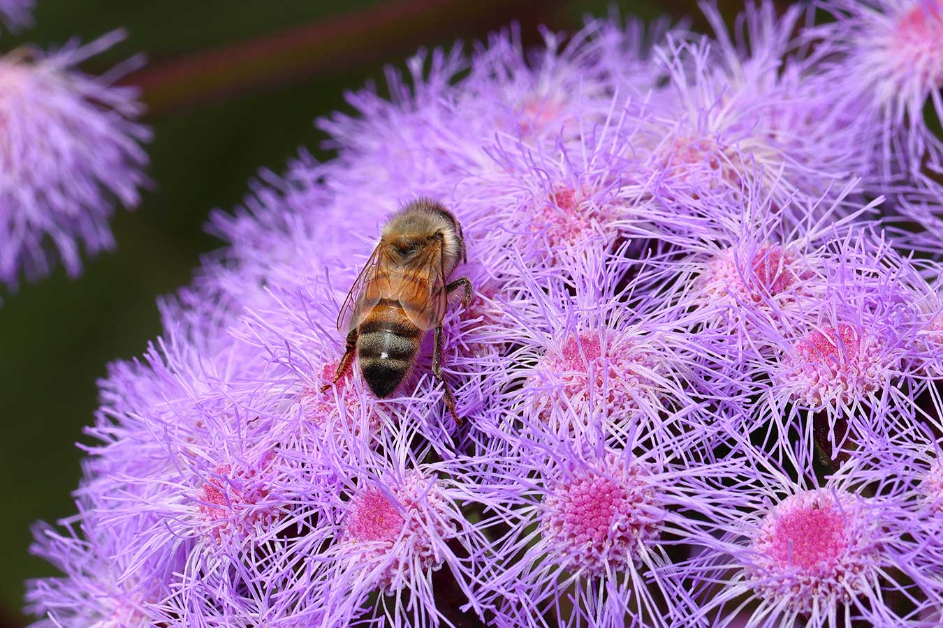 macro-bee-on-flower-by-phillip-reid