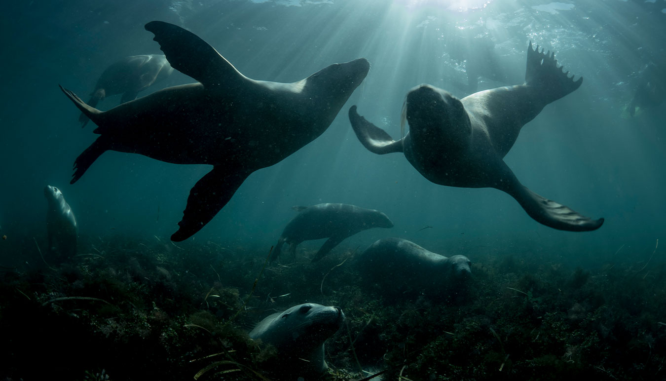 sea-lions-playing-underwater