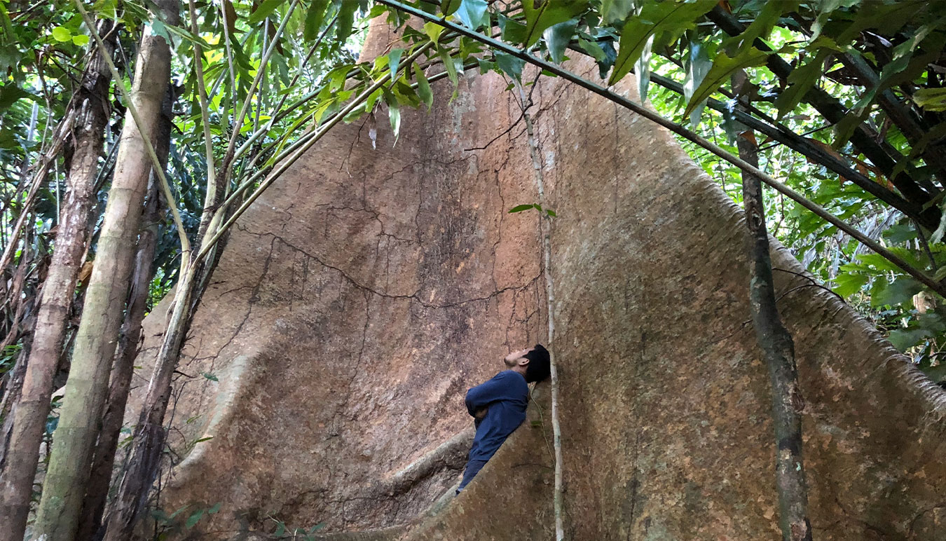 a small-human-figure-nestled-and-looking-up-through-an-enormous-and-ancient-tree