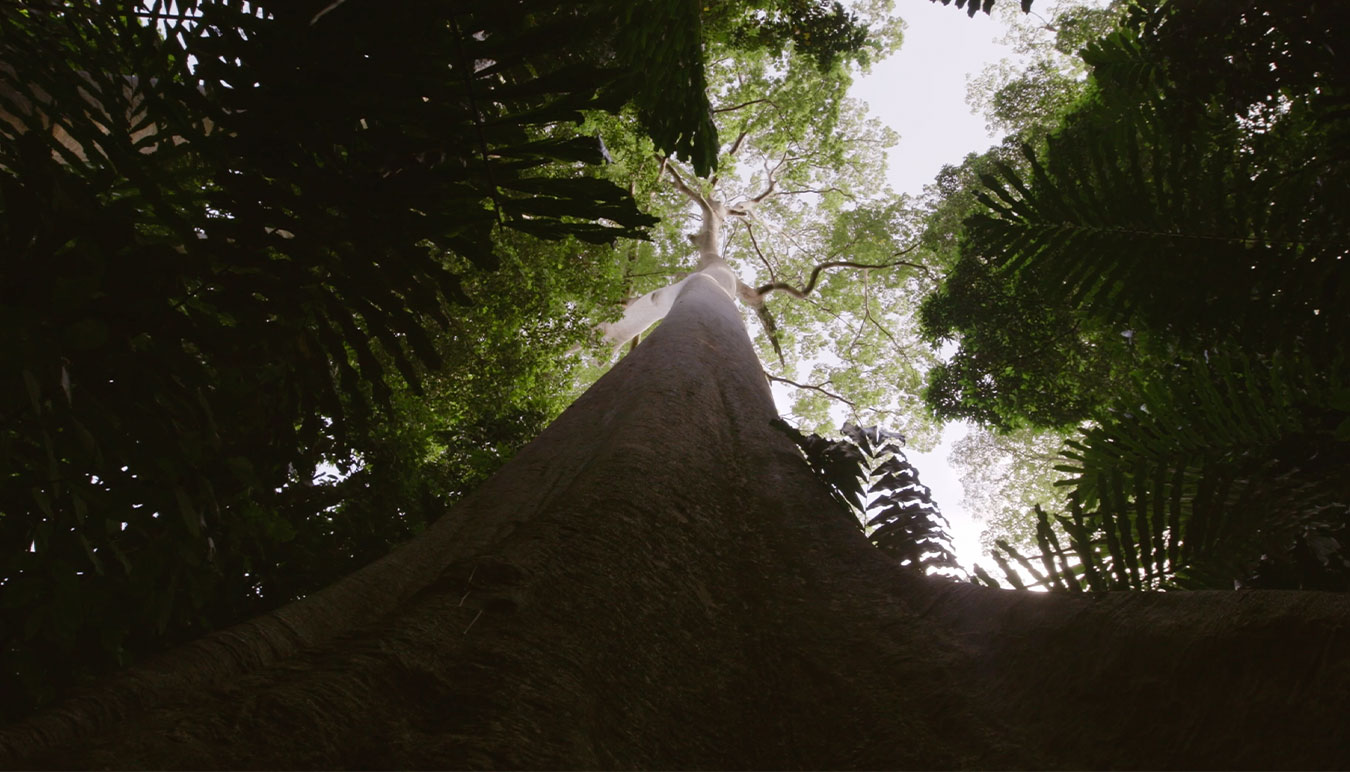 low-angle-of-extremely-tall-tree-in-forest-looking-up-toward-its-canopy