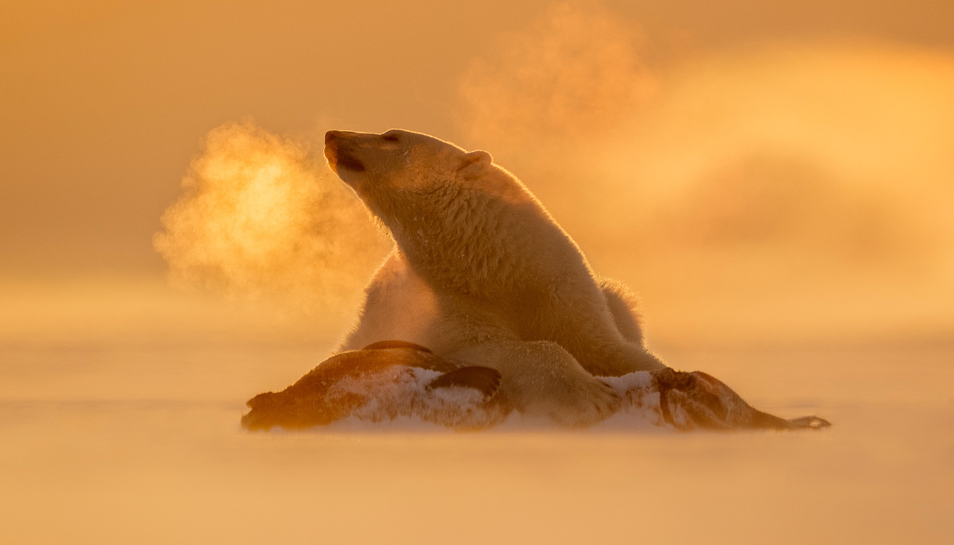 Polar bear with its prey SUNSTUDIOS Joshua Holko